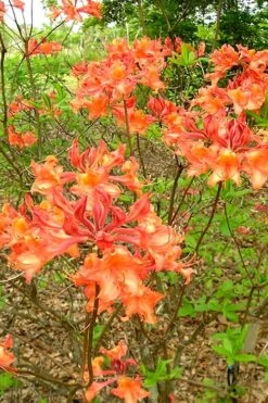 Mauvilla Gold Aromi Azalea (Rhododendron Hybrid) - 3 Gallon Pot -Orchard Essence Native Azalea Mauvila Gold 2