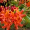 Oconee Native Azalea - Rhododendron Flammeum Speciosum - 1 Gallon Pot 1 Oconee Native Azalea - Rhododendron Flammeum Speciosum - 1 Gallon Pot -Orchard Essence Native Azalea Oconee Flammeum 11