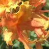Orange Marmalade Native Azalea - 1 Gallon Pot -Orchard Essence Native Azalea Orange Marrmalade 1