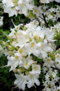 Pete McNees White Native Azalea - Rhododendron Albamanense - 3 Gallon Pot -Orchard Essence Native Azalea Pete McNees 1