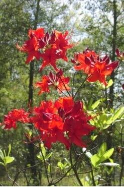 Radiant Red Aromi Azalea (Rhododendron Hybrid) - 1 Gallon Pot -Orchard Essence Native Azalea Radiant Red 6 1