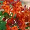 Red Pepper Aromi Azalea (Rhododendron Hybrid) - 1 Gallon Pot -Orchard Essence Native Azalea Red Pepper 1