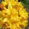 Spring Fanfare Aromi Azalea (Rhododendron Hybrid) - 1 Gallon Pot -Orchard Essence Native Azalea Spring Fanfare 2
