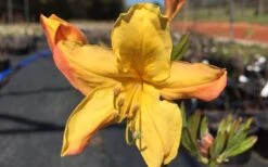 Spring Fanfare Aromi Azalea (Rhododendron Hybrid) - 1 Gallon Pot 9 Spring Fanfare Aromi Azalea (Rhododendron Hybrid) - 1 Gallon Pot -Orchard Essence Native Azalea Spring Fanfare 3