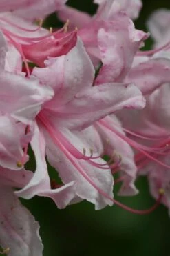 Spring Sensation Aromi Azalea (Rhododendron Hybrid) - 3 Gallon Pot -Orchard Essence Native Azalea Spring Sensation 2