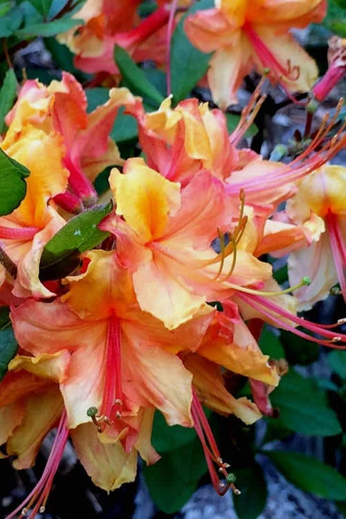 Tallulah Sunrise Native Azalea (Rhododendron) - 1 Gallon Pot 10 Tallulah Sunrise Native Azalea (Rhododendron) - 1 Gallon Pot - Image 8