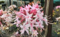 Varnadoes Phlox Pink Native Azalea - Rhododendron Canescens - 3 Gallon Pot 19 Varnadoes Phlox Pink Native Azalea - Rhododendron Canescens - 3 Gallon Pot -Orchard Essence Native Azalea Varnadoes Pink Phlox 50