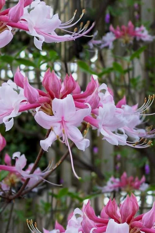 Varnadoes Phlox Pink Native Azalea - Rhododendron Canescens - 3 Gallon Pot 3 Varnadoes Phlox Pink Native Azalea - Rhododendron Canescens - 3 Gallon Pot