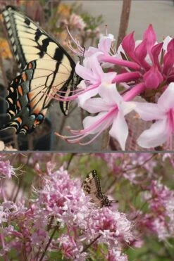Varnadoes Phlox Pink Native Azalea - Rhododendron Canescens - 3 Gallon Pot 16 Varnadoes Phlox Pink Native Azalea - Rhododendron Canescens - 3 Gallon Pot -Orchard Essence Native Azalea Varnadoes Pink Phlox 55
