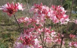 Varnadoes Phlox Pink Native Azalea - Rhododendron Canescens - 3 Gallon Pot 18 Varnadoes Phlox Pink Native Azalea - Rhododendron Canescens - 3 Gallon Pot -Orchard Essence Native Azalea Varnadoes pink Blooms 3