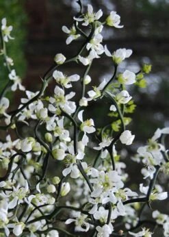 Flying Dragon Hardy Orange Tree - 7 Gallon Pot (5-6') (COPY) -Orchard Essence Orange Flying Dragon 10