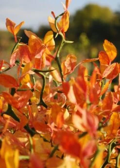 Flying Dragon Hardy Orange Tree - 7 Gallon Pot (5-6') (COPY) -Orchard Essence Orange Flying Dragon 13