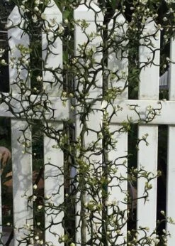 Flying Dragon Hardy Orange Tree - 7 Gallon Pot (5-6') (COPY) -Orchard Essence Orange Flying Dragon 3