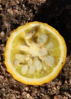 Flying Dragon Hardy Orange Tree - 7 Gallon Pot (5-6') (COPY) -Orchard Essence Orange Flying Dragon 5