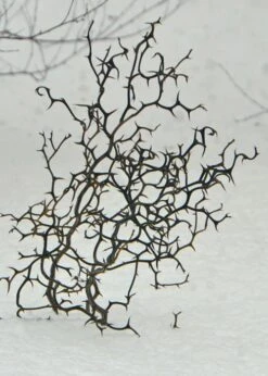 Flying Dragon Hardy Orange Tree - 7 Gallon Pot (5-6') (COPY) -Orchard Essence Orange Flying Dragon 7