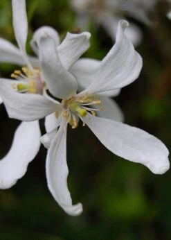 Flying Dragon Hardy Orange Tree - 7 Gallon Pot (5-6') (COPY) -Orchard Essence Orange Flying Dragon 8