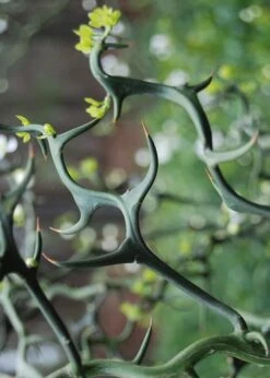 Flying Dragon Hardy Orange Tree - 7 Gallon Pot (5-6') (COPY) -Orchard Essence Orange Flying Dragon 9