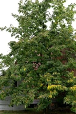American Persimmon Tree - Diospyros Virginiana - 2 Gallon Pot -Orchard Essence Persimmon American 2 1