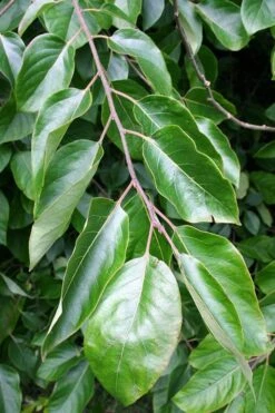 American Persimmon Tree - Diospyros Virginiana - 2 Gallon Pot -Orchard Essence Persimmon American 3 1