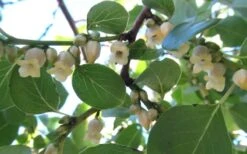 American Persimmon Tree - Diospyros Virginiana - 2 Gallon Pot -Orchard Essence Persimmon American 5