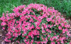 Chinzan Dwarf Azalea - 1 Gallon Pot -Orchard Essence Picture Azalea Chinzan 2