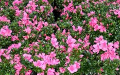 Chinzan Dwarf Azalea - 1 Gallon Pot -Orchard Essence Picture Azalea Chinzan