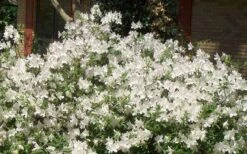 Mrs. G.G. Gerbing White Southern Indica Azalea - 3 Gallon Pot -Orchard Essence Picture Azlea GG Gerbing 1