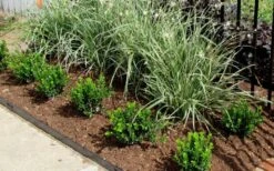 Baby Gem Boxwood - 1 Gallon Pot 14 Baby Gem Boxwood - 1 Gallon Pot -Orchard Essence Picture Boxwood Baby Gem Edger