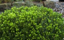 Baby Gem Boxwood - 3 Gallon Pot -Orchard Essence Picture Boxwood Baby Gem Leaves 2