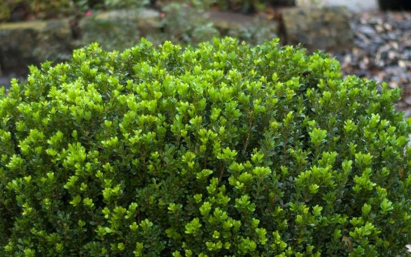 Baby Gem Boxwood - 7 Gallon Pot 9 Baby Gem Boxwood - 7 Gallon Pot - Image 7