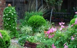 Baby Gem Boxwood - 3 Gallon Pot -Orchard Essence Picture Boxwood Baby Gem Specimen 2