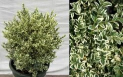 Dwarf Variegated Boxwood - 6 Pack Of 1 Gallon Pots -Orchard Essence Picture Boxwood Dwarf Variegated 1