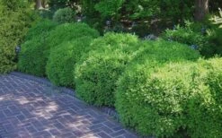 Franklins Gem Dwarf Boxwood - 6 Pack Of 1 Gallon Pots -Orchard Essence Picture Boxwood Franklins Gem 2 2