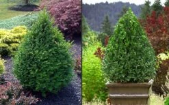 Green Mountain Boxwood - 2.5 Quart Pot 15 Green Mountain Boxwood - 2.5 Quart Pot -Orchard Essence Picture Boxwood Green Mountain 2 2