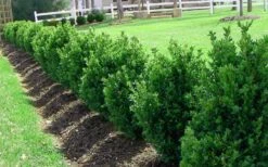 Green Mountain Boxwood - 3 Gallon Pot -Orchard Essence Picture Boxwood Green Mountain Hedge 6