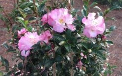 October Magic Orchid Camellia - 7 Gallon Pot -Orchard Essence Picture CamelliaOrchidOctoberMajic 2