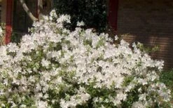 Autumn Ivory Encore Azalea - 1 Gallon Pot -Orchard Essence Picture Encore Azalea Ivory 3