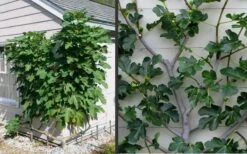 Brown Turkey Fig Tree - 1 Gallon Pot -Orchard Essence Picture Fig Brown Turkey Espalier 1