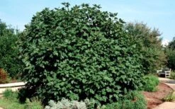 Brown Turkey Fig Tree - 1 Gallon Pot -Orchard Essence Picture Fig Brown Turkey Shrub Large 1