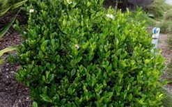 August Beauty Gardenia - 3 Gallon Pot 13 August Beauty Gardenia - 3 Gallon Pot -Orchard Essence Picture Gardenia August Beauty 2