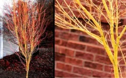 Bihou Yellow Bark Japanese Maple - 1 Gallon Pot 12 Bihou Yellow Bark Japanese Maple - 1 Gallon Pot -Orchard Essence Picture Japanese Maple Bihou 1 1