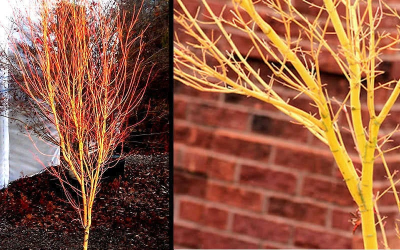 Bihou Yellow Bark Japanese Maple - 1 Gallon Pot 7 Bihou Yellow Bark Japanese Maple - 1 Gallon Pot - Image 5