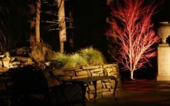 Sango Kaku Coral Bark Japanese Maple - 2 Gallon Pot -Orchard Essence Picture Japanese Maple Coral Bark Lighted At Night 1