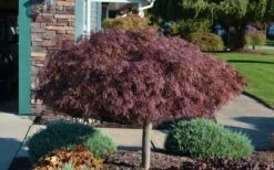 Crimson Queen Dwarf Japanese Maple - 1 Gallon Pot 14 Crimson Queen Dwarf Japanese Maple - 1 Gallon Pot -Orchard Essence Picture Japanese Maple Crimson Queen 1 2