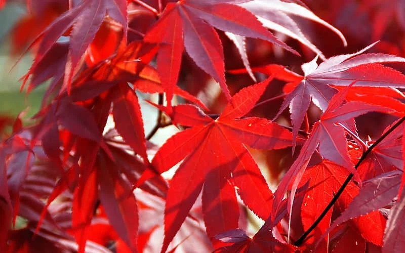 Fireglow Red Leaf Japanese Maple - 5 Gallon Pot (3-4') 9 Fireglow Red Leaf Japanese Maple - 5 Gallon Pot (3-4') - Image 7