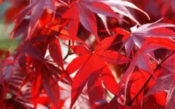 Fireglow Red Leaf Japanese Maple - 3 Gallon Pot -Orchard Essence Picture Japanese Maple Fireglow 2