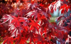 Fireglow Red Leaf Japanese Maple - 5 Gallon Pot (3-4') 17 Fireglow Red Leaf Japanese Maple - 5 Gallon Pot (3-4') -Orchard Essence Picture Japanese Maple Fireglow 3 1