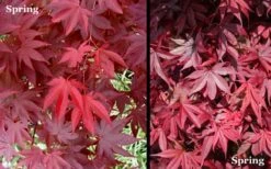 Red 'N Summer Japanese Maple - Acer Palmatum 'Hefner's Red' - 1 Gallon Pot 12 Red 'N Summer Japanese Maple - Acer Palmatum 'Hefner's Red' - 1 Gallon Pot -Orchard Essence Picture Japanese Maple Hefners Red Spring