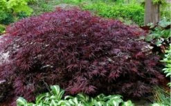 Red Dragon Dwarf Japanese Maple - 2 Gallon Pot 17 Red Dragon Dwarf Japanese Maple - 2 Gallon Pot -Orchard Essence Picture Japanese Maple Red Dragon