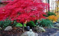 Red Dragon Dwarf Japanese Maple - 2 Gallon Pot 14 Red Dragon Dwarf Japanese Maple - 2 Gallon Pot -Orchard Essence Picture Japanese Maple Red Dragon 4